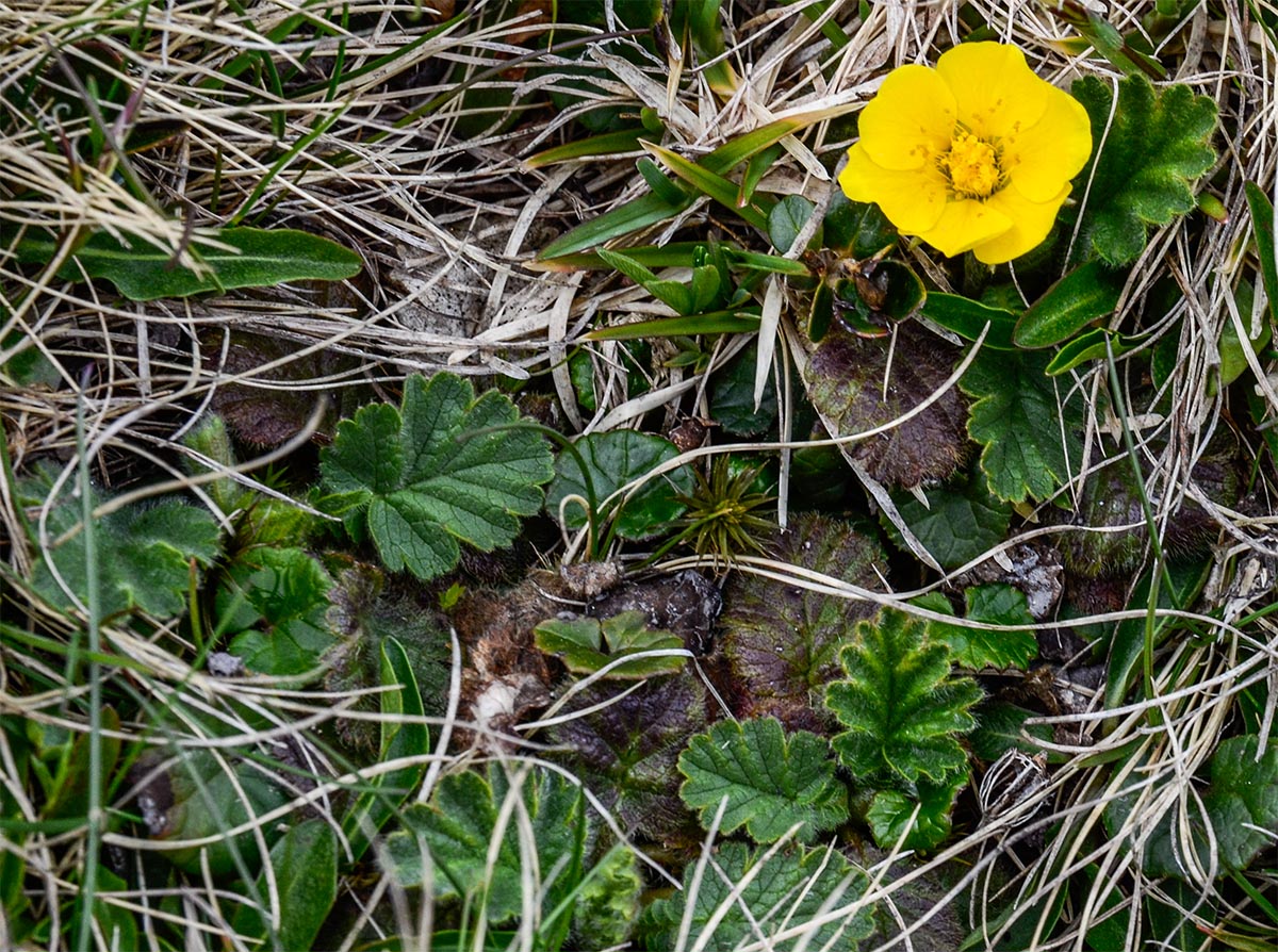 frische Bl&auml;tter